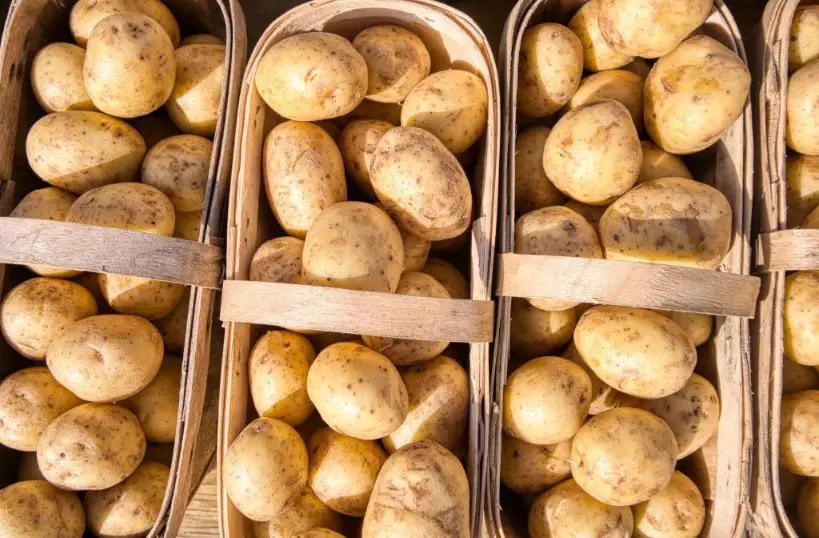 Frische regionale Kartoffeln